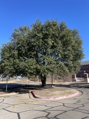 Quercus fusiformis