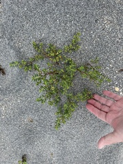 Euphorbia mesembryanthemifolia