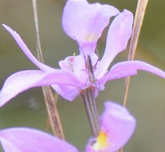 Conocephalus gracillimus