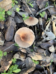 Lepiota spheniscispora