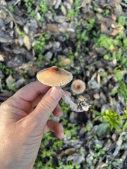 Lepiota spheniscispora