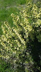 Adolphia californica