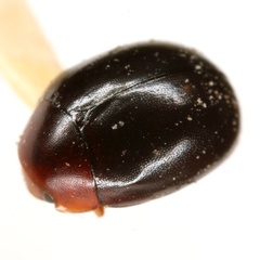 Helesius nigripennis