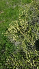 Adolphia californica