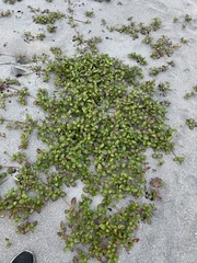 Alternanthera maritima