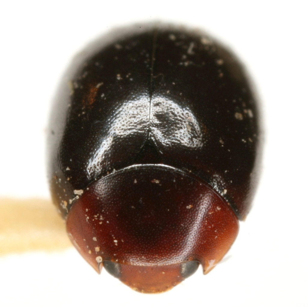 Helesius nigripennis