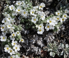 Phlox muscoides