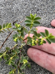 Euphorbia mesembryanthemifolia