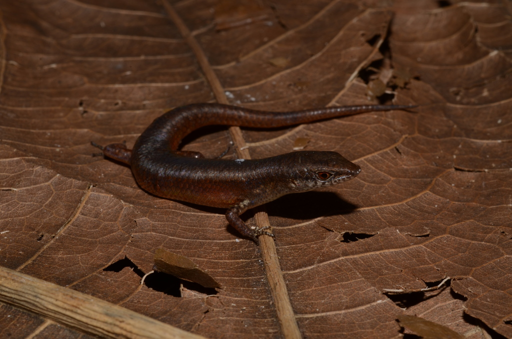 Mount Victoria Litter-Skink