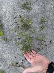 Euphorbia mesembryanthemifolia