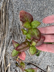 Alternanthera maritima