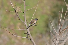 Junco hyemalis