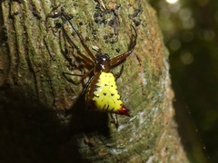 Micrathena duodecimspinosa