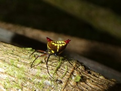 Micrathena duodecimspinosa