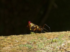 Micrathena duodecimspinosa