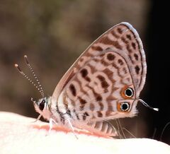 Leptotes pirithous