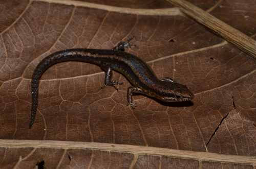 Lygisaurus curtus observed 2015-03-13