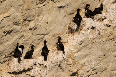 Leucocarbo magellanicus