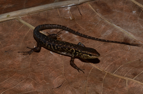 Carlia luctuosa observed 2015-03-13