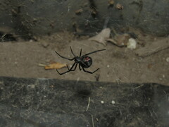 Latrodectus mirabilis