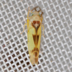 Edwardsiana gratiosa