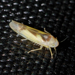 Edwardsiana gratiosa