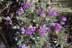 Astragalus spatulatus