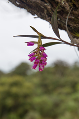Elleanthus maculatus
