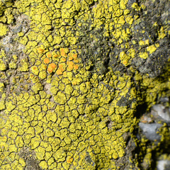 Flavoplaca