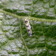 Eupteryx atropunctata