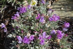 Astragalus spatulatus