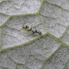 Eupteryx atropunctata