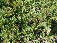 Fagonia pachyacantha