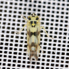 Eupteryx atropunctata