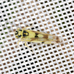 Eupteryx atropunctata