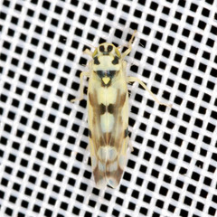 Eupteryx atropunctata