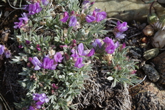 Astragalus spatulatus