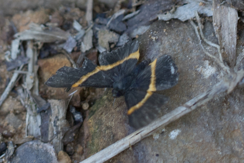 Golden-banded Gem