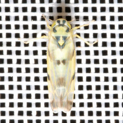 Eupteryx atropunctata