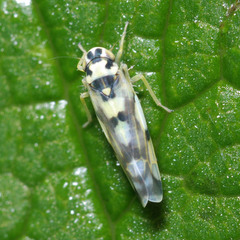 Eupteryx atropunctata