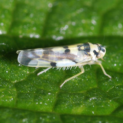 Eupteryx atropunctata
