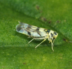 Eupteryx atropunctata