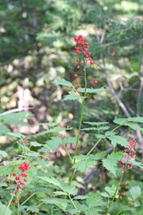 Actaea rubra rubra