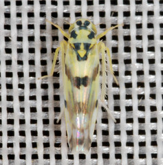 Eupteryx atropunctata