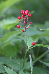 Actaea rubra rubra