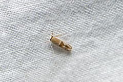 Stathmopoda megathyma