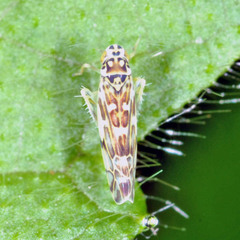 Eupteryx collina