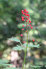 Actaea rubra rubra