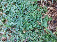 Hydrocotyle tripartita