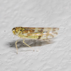 Eupteryx